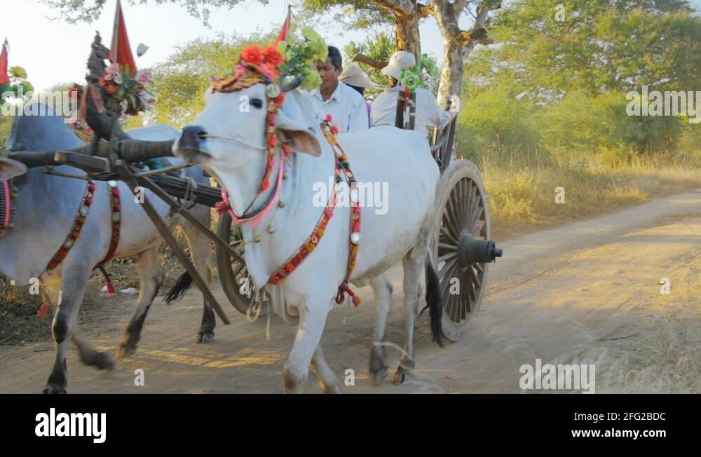 Bagan bullock cart Stock Videos & Footage - HD and 4K Video Clips - Alamy
