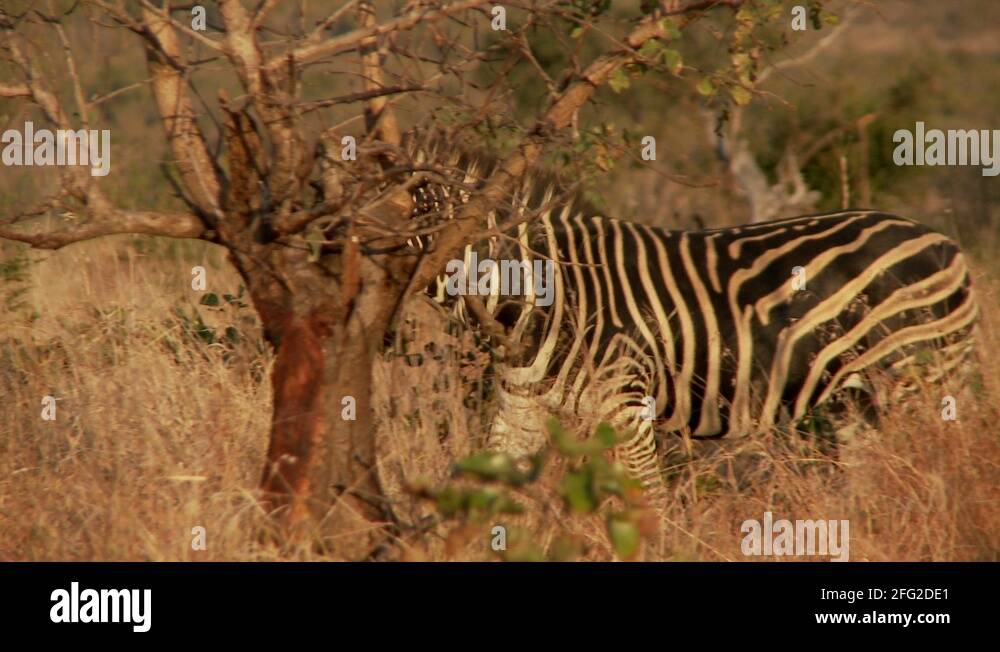 Equus burchelli zebra stripes pattern herd family group painted horse