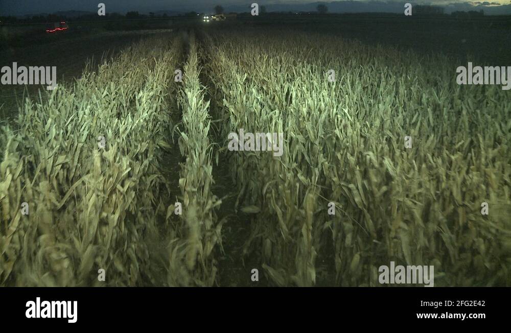 Harvesting corn at night Stock Videos & Footage HD and 4K Video Clips Alamy
