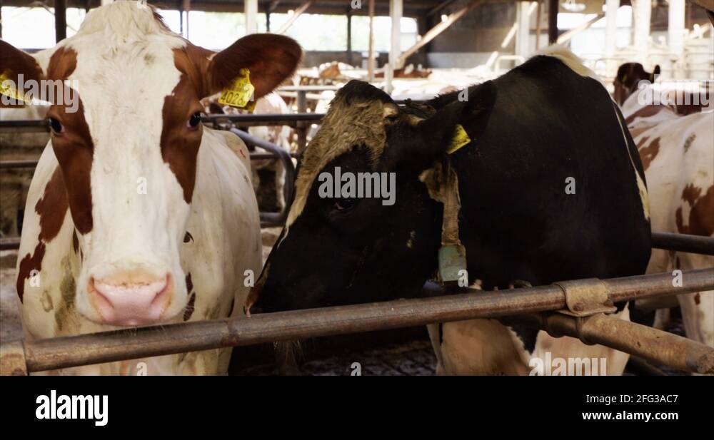 Dairy farming europe Stock Videos & Footage HD and 4K Video Clips Alamy