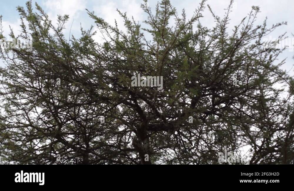 Connected trees Stock Videos & Footage HD and 4K Video Clips Alamy