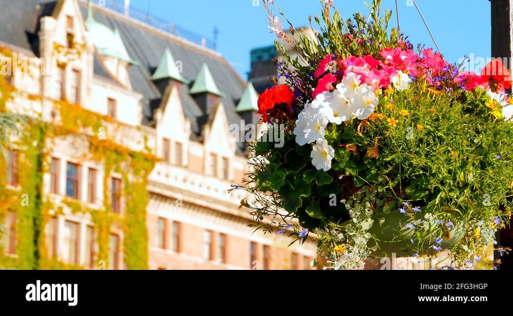 Victoria hanging baskets Stock Videos & Footage HD and 4K Video Clips