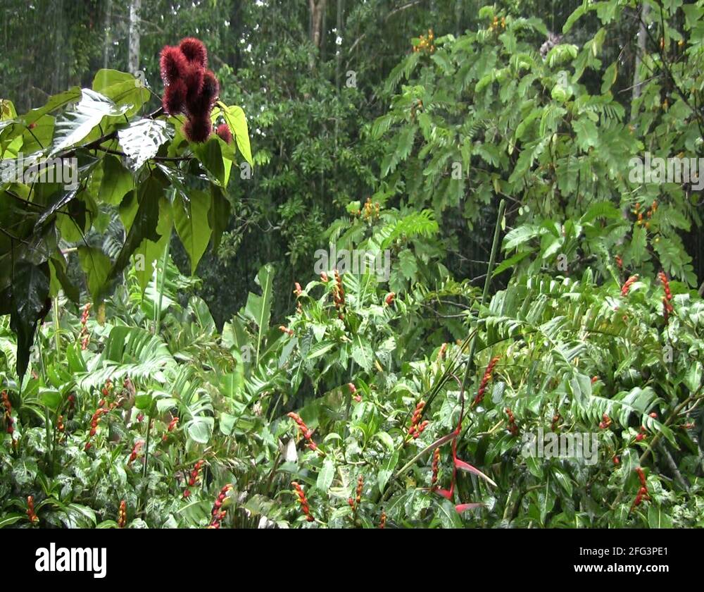 Rain rainforest forest falling tropical drizzle shower jungle amazon
