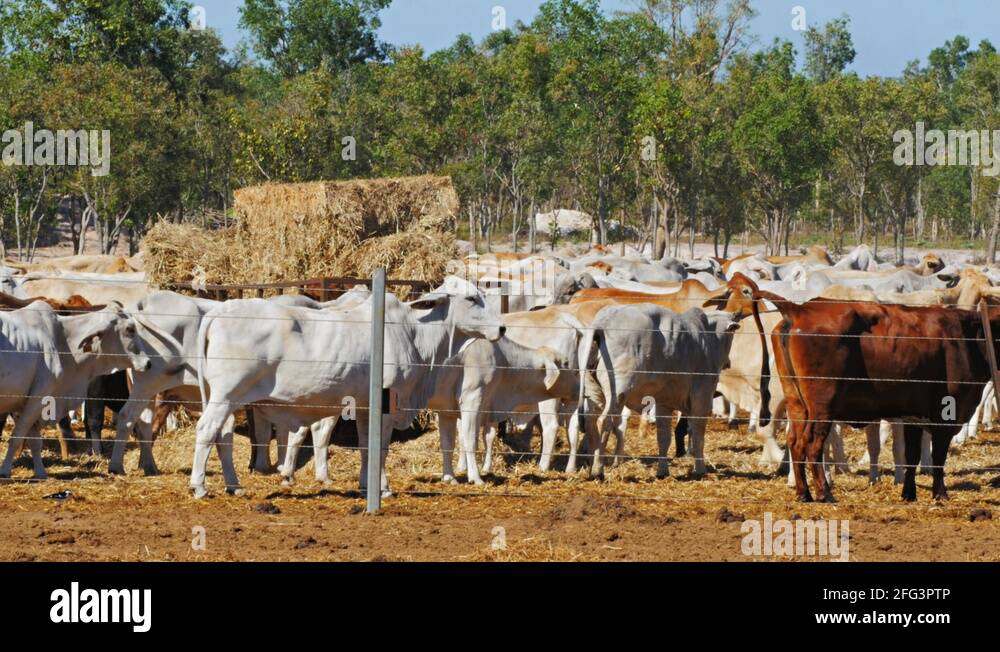 Australian beef cattle Stock Videos & Footage HD and 4K Video Clips