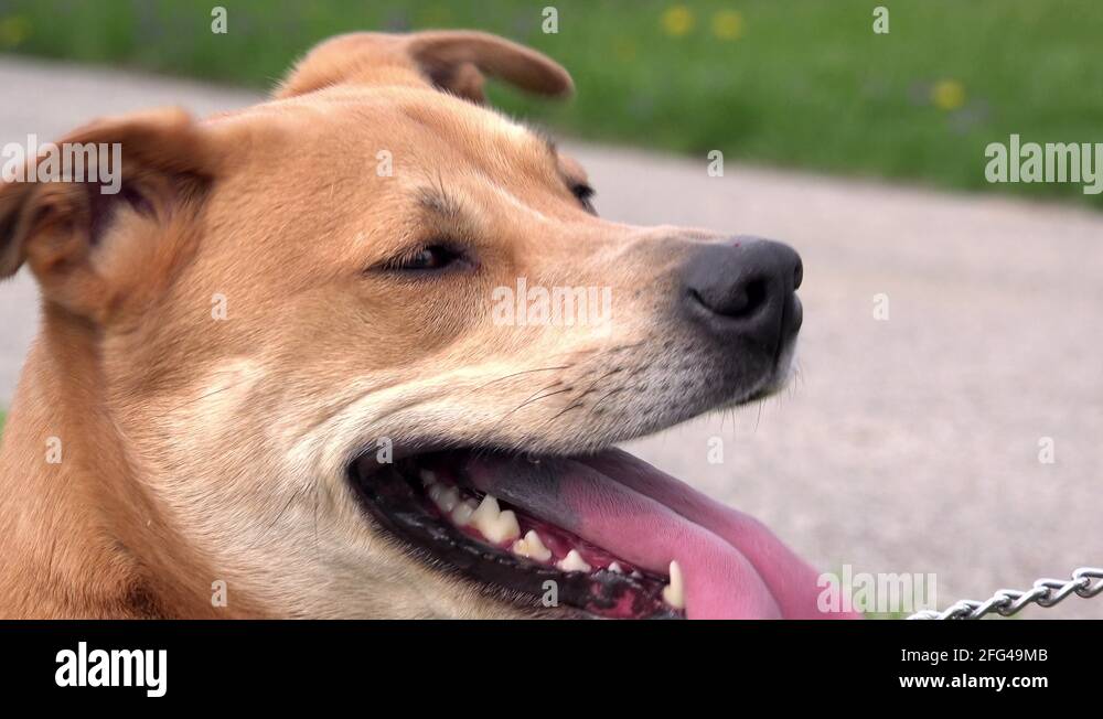 Dog with tongue hanging from mouth panting in hot heat 4k Stock Video