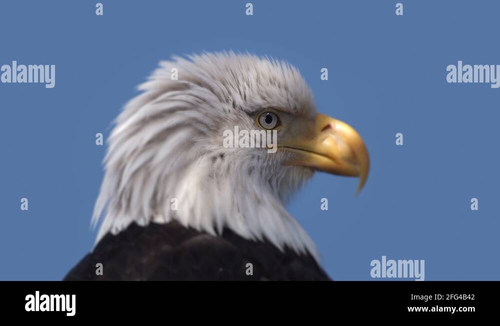 American bald eagle Stock Videos & Footage - HD and 4K Video Clips - Alamy