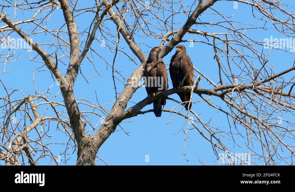 Bald eagle days Stock Videos & Footage - HD and 4K Video Clips - Alamy