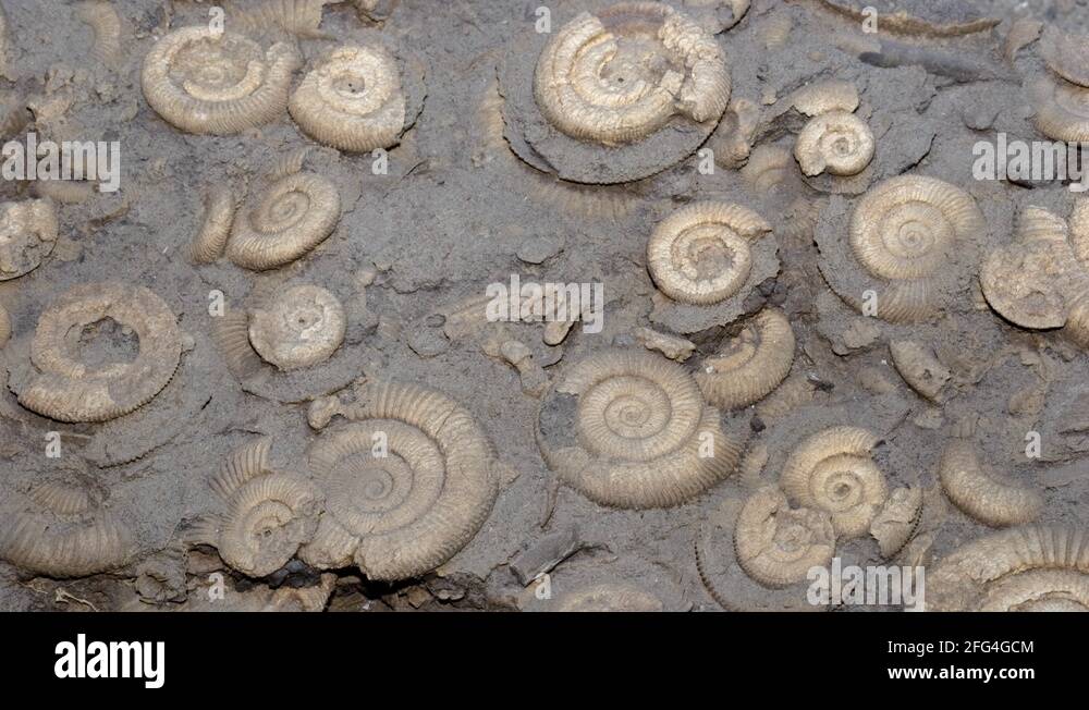 Ammonites ammonite Stock Videos & Footage - HD and 4K Video Clips - Alamy