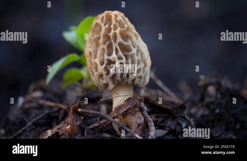 Funny fungi Stock Videos & Footage HD and 4K Video Clips Alamy