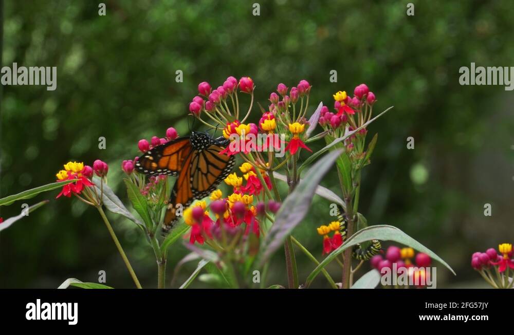 Monarch Butterfly Laying Eggs On Milkweed Plant. 4k Stock Video Footage