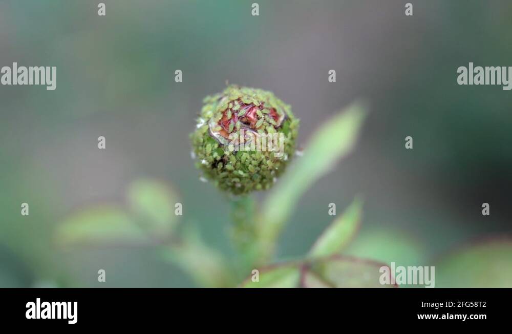 Rose bud being eaten by aphid, green insects, parasites, flower garden