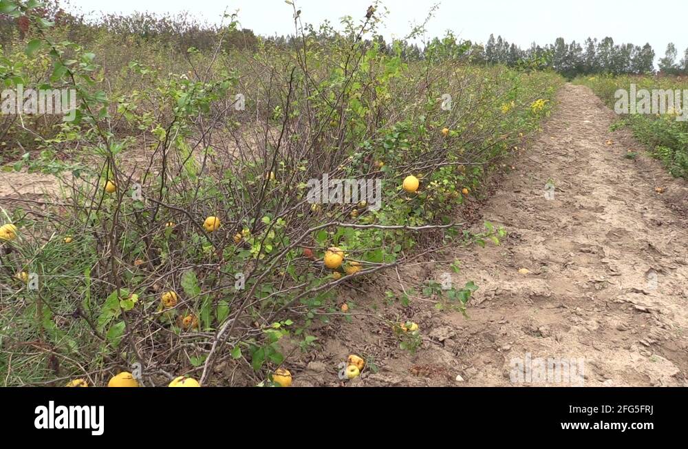 Plants with edible fruits Stock Videos & Footage HD and 4K Video