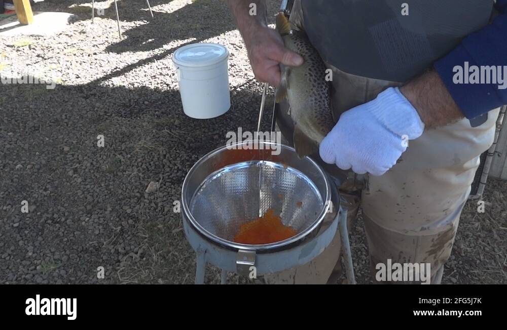 Young trout hatchery Stock Videos & Footage HD and 4K Video Clips Alamy