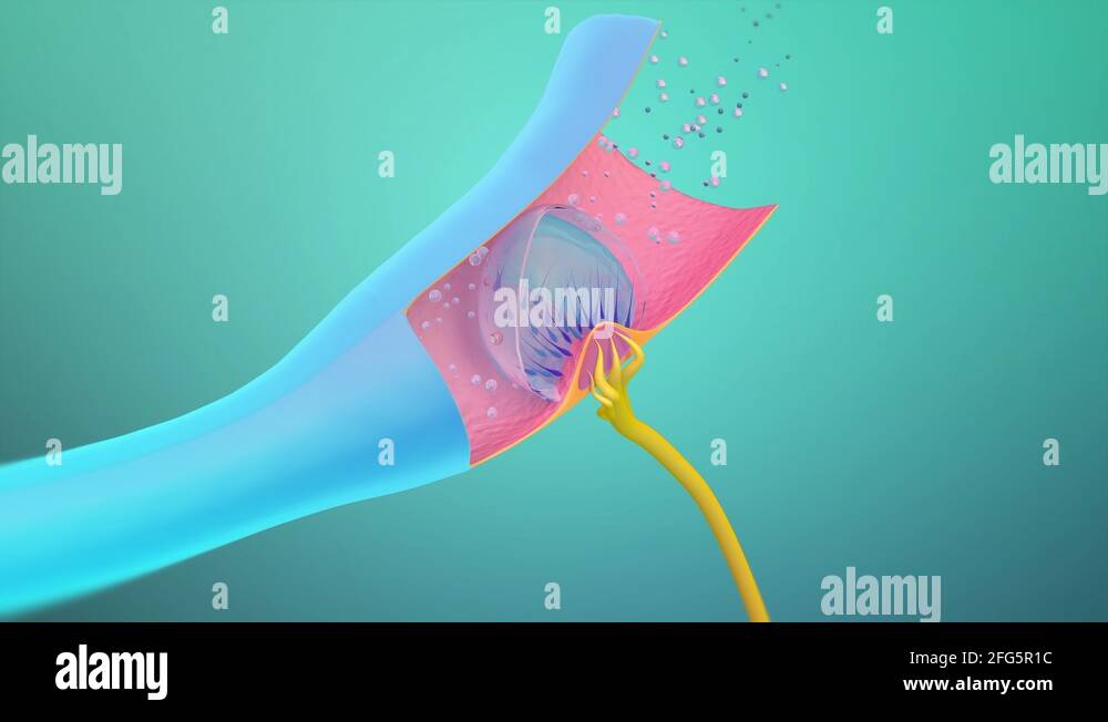 Inner sense Stock Videos & Footage HD and 4K Video Clips Alamy