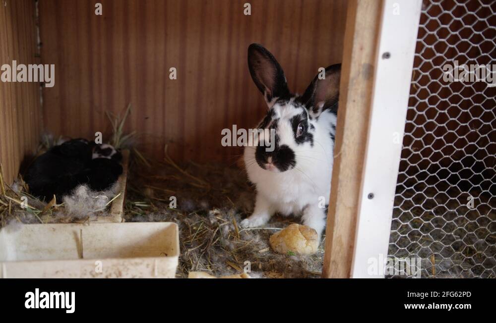 Rabbit mother babies Stock Videos & Footage HD and 4K Video Clips Alamy