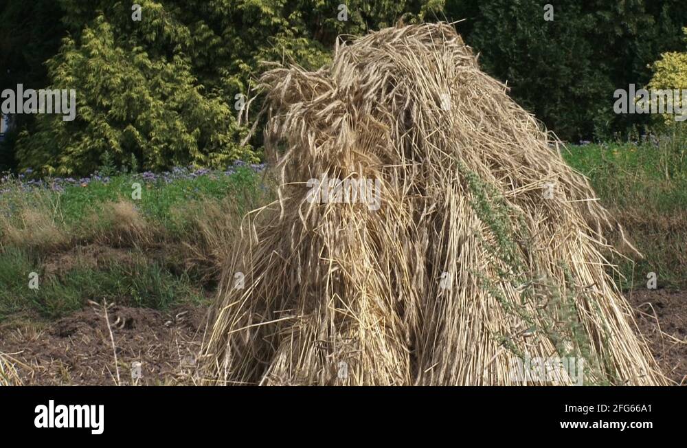 Grain sheaf Stock Videos & Footage HD and 4K Video Clips Alamy