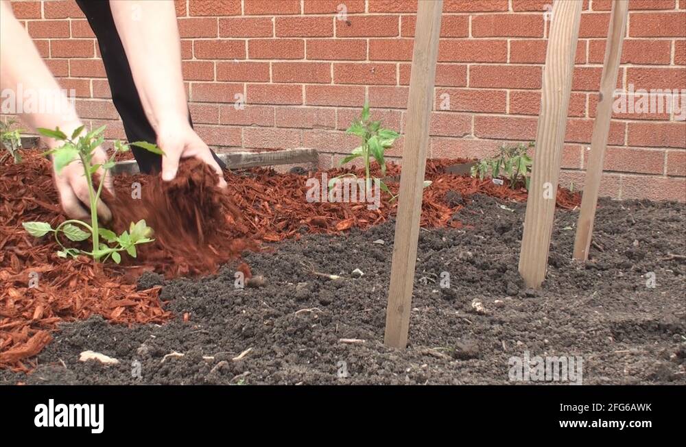 Spreading red mulch around tomato plants 2 Stock Video Footage Alamy