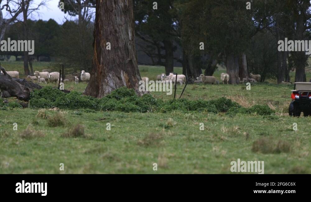 Quad bike farm australia Stock Videos & Footage HD and 4K Video Clips
