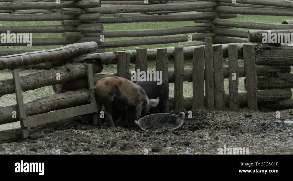 Horse pigs Stock Videos & Footage HD and 4K Video Clips Alamy