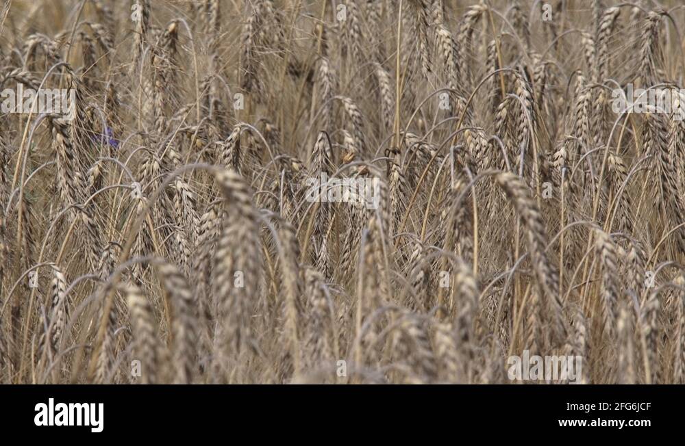 Field ripe barley crop Stock Videos & Footage - HD and 4K Video Clips ...