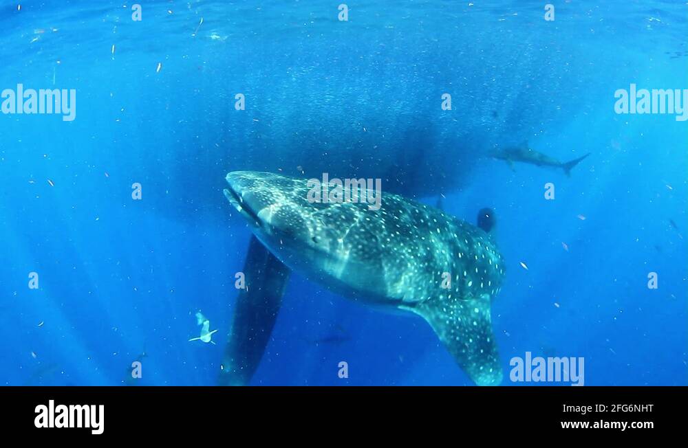 Kill sharks Stock Videos & Footage - HD and 4K Video Clips - Alamy
