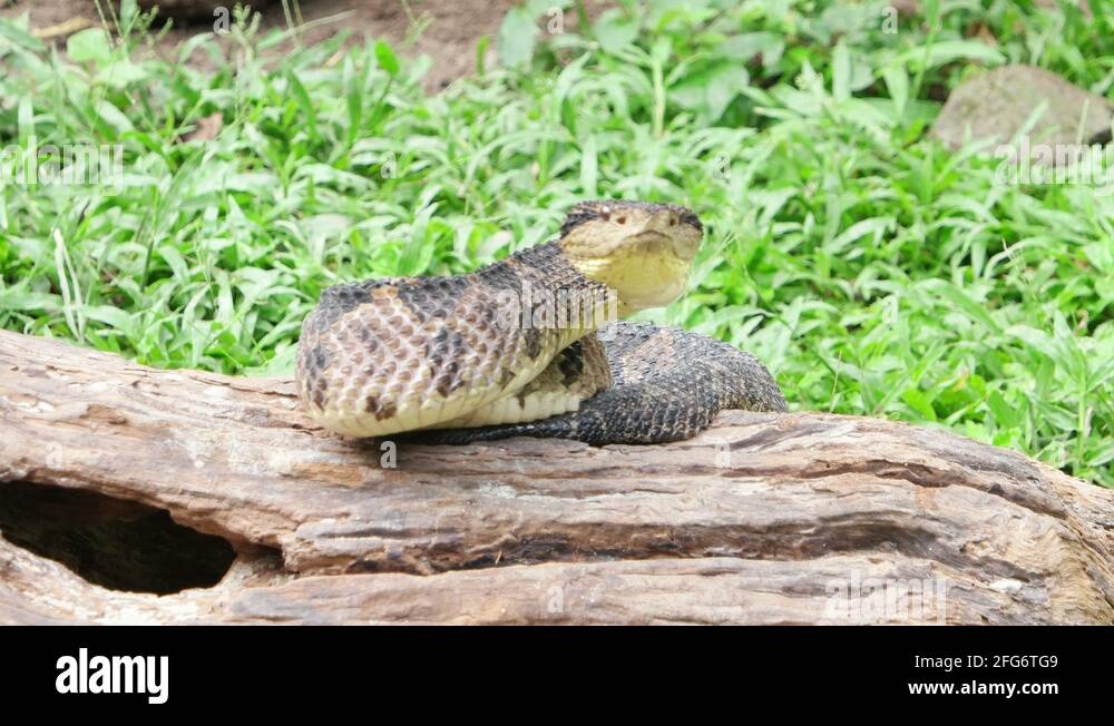 Central American jumping pitviper. Mano de piedra Stock Video Footage