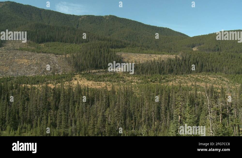 Clear logging Stock Videos & Footage HD and 4K Video Clips Alamy