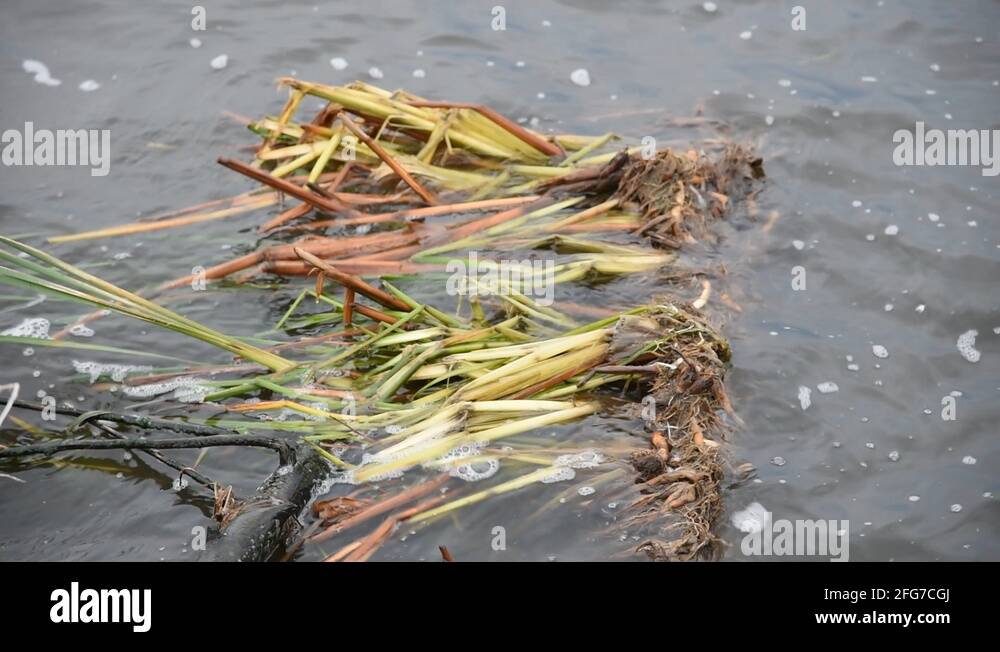 Floating Cattail Mat Waves Stock Video Footage Alamy