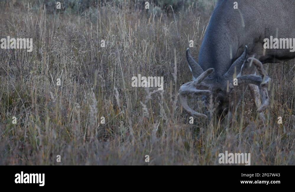 Buck deer in velvet Stock Videos & Footage HD and 4K Video Clips Alamy