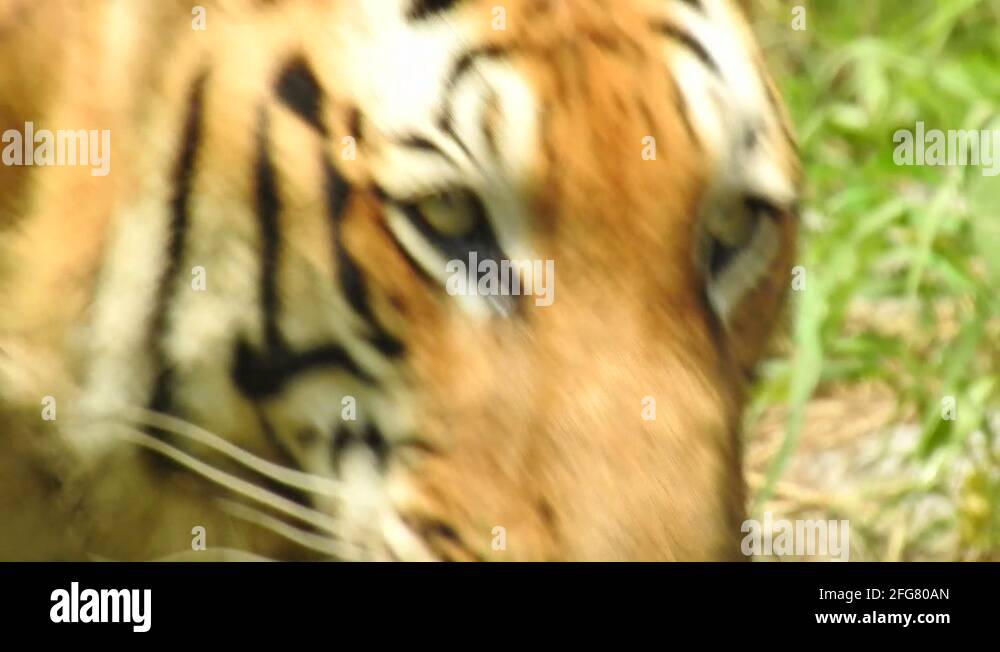 Tiger habitat loss Stock Videos & Footage HD and 4K Video Clips Alamy