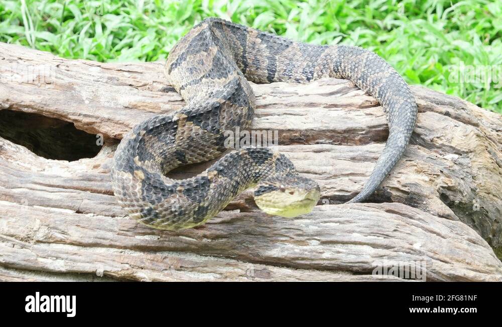 Atropoides nummifer mexicanus is a venomous snake pitviper Stock Video