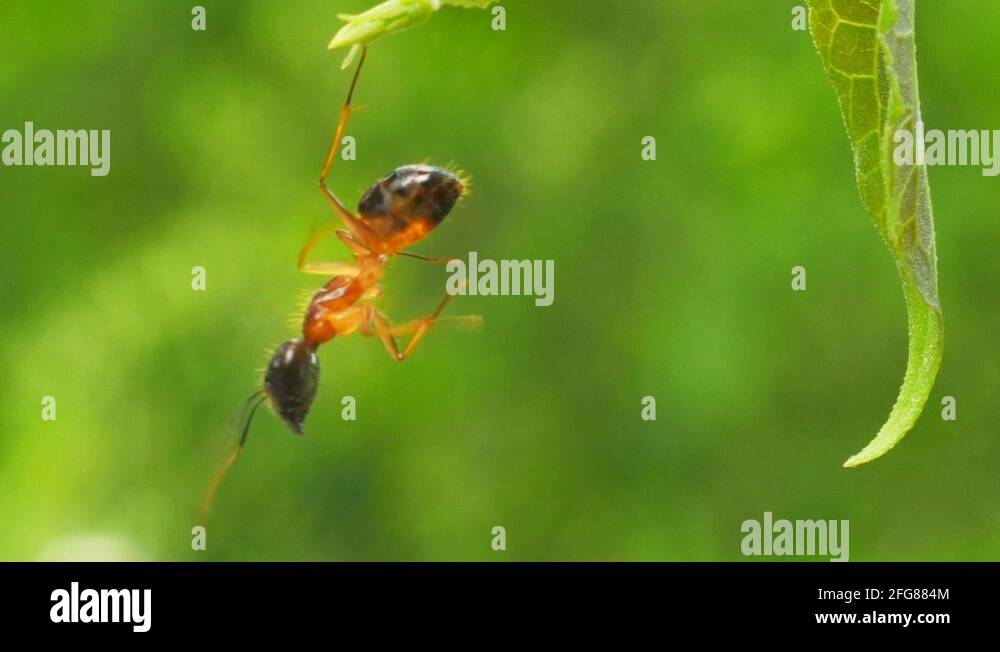 Funny video of big ant hanging upside down on tropical plant leaf in