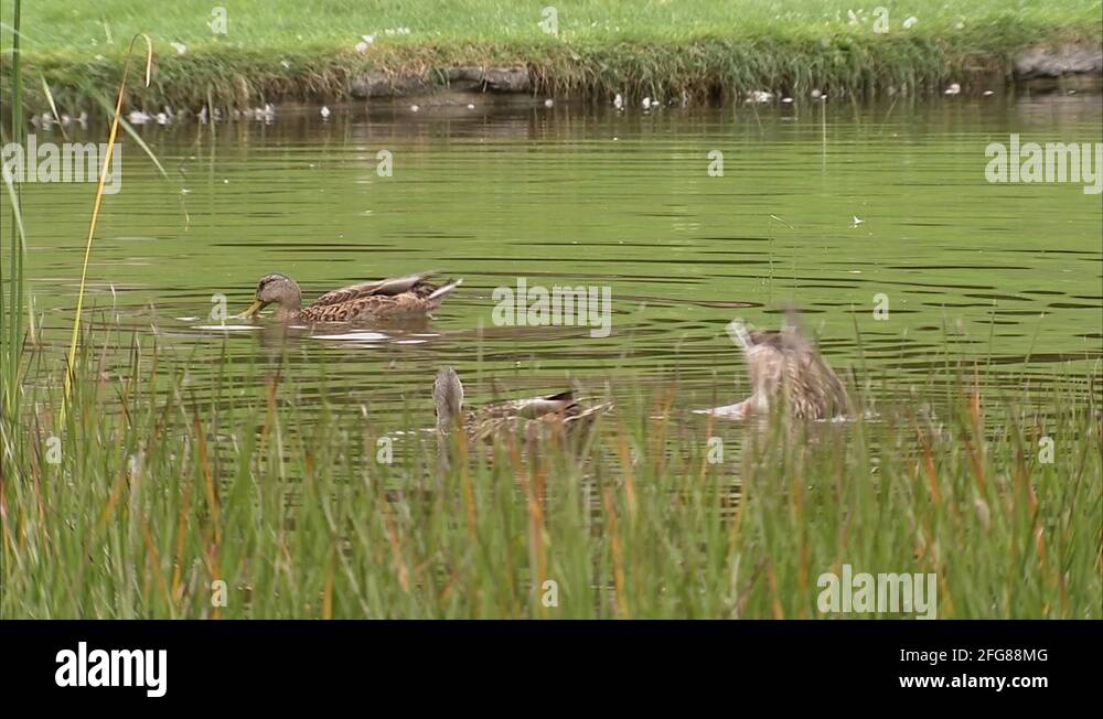 Boggy pond Stock Videos & Footage HD and 4K Video Clips Alamy