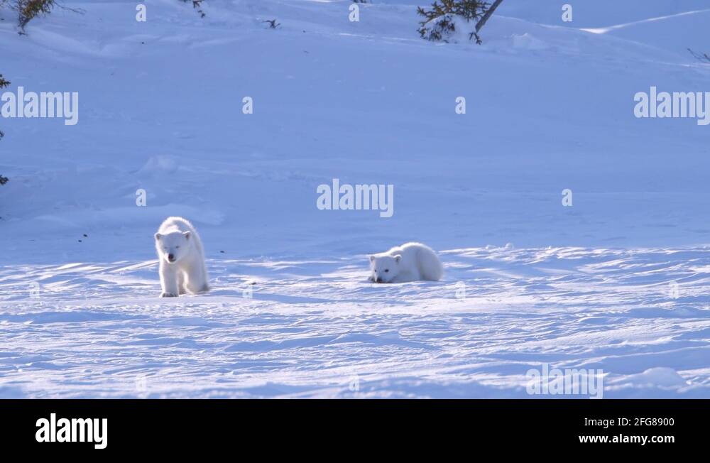 Polar bear sliding playing Stock Videos & Footage HD and 4K Video