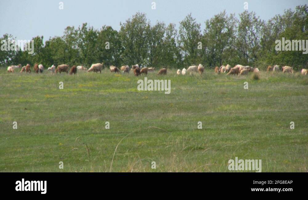 Sheep Stock Videos & Footage - HD and 4K Video Clips - Alamy