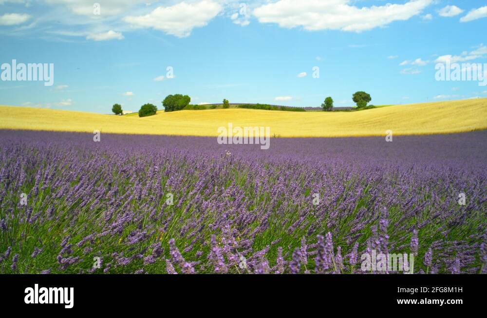 French wheat Stock Videos & Footage HD and 4K Video Clips Alamy