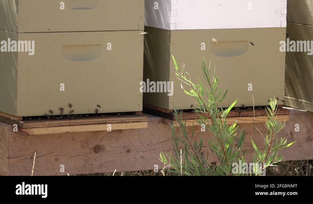 Best flowers for honey bees Stock Videos & Footage HD and 4K Video