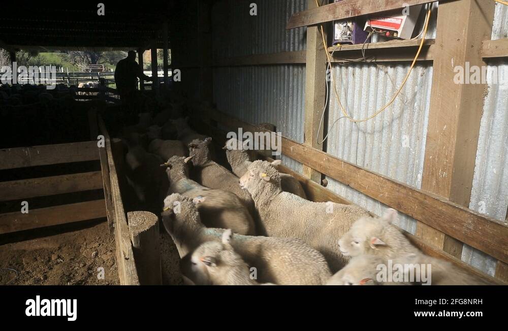 Farmer drafting sheep in wool shed Stock Video Footage Alamy