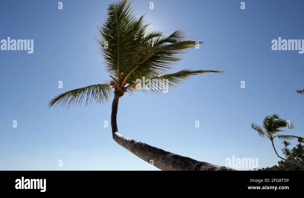 Palm tree wind bend Stock Videos & Footage - HD and 4K Video Clips - Alamy