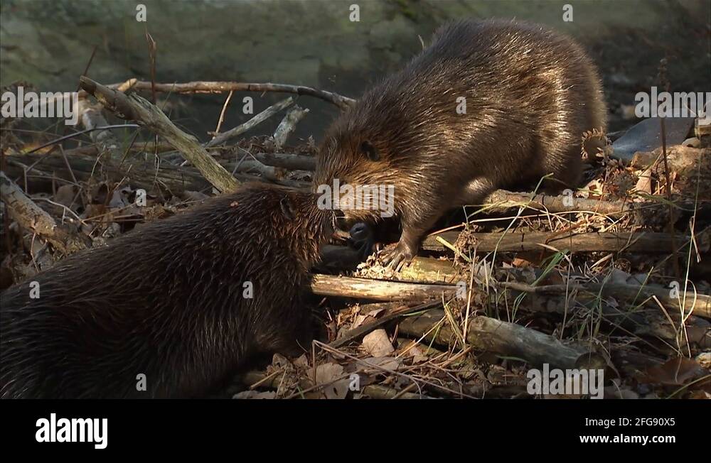 Beavers Stock Videos & Footage - HD and 4K Video Clips - Alamy