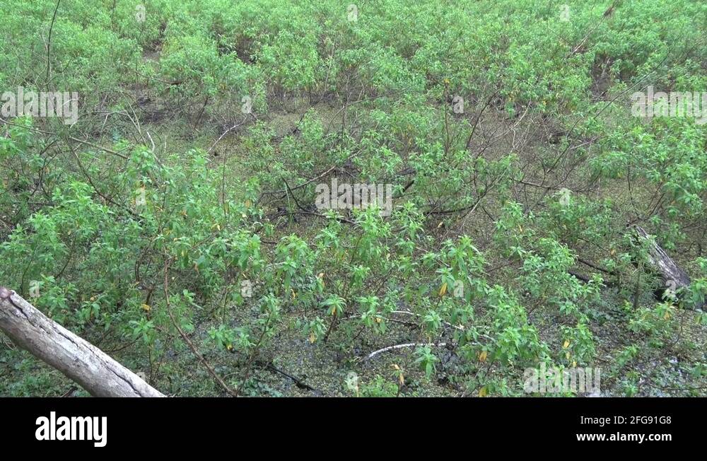 Lesser Capybara hide in swamp in thick bush in lowland rainforest ...