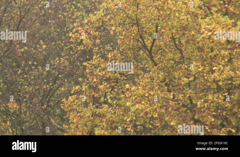 Wind and rain Stock Videos & Footage - HD and 4K Video Clips - Alamy