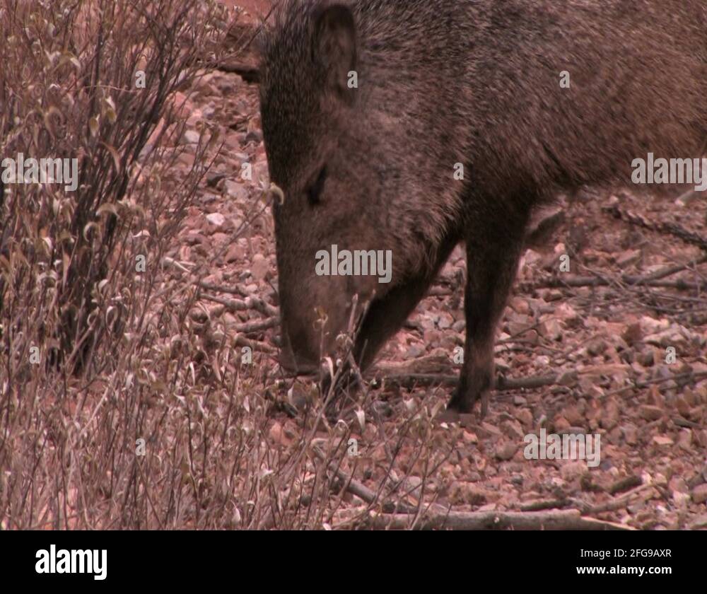 Javelina eating cactus Stock Videos & Footage HD and 4K Video Clips Alamy