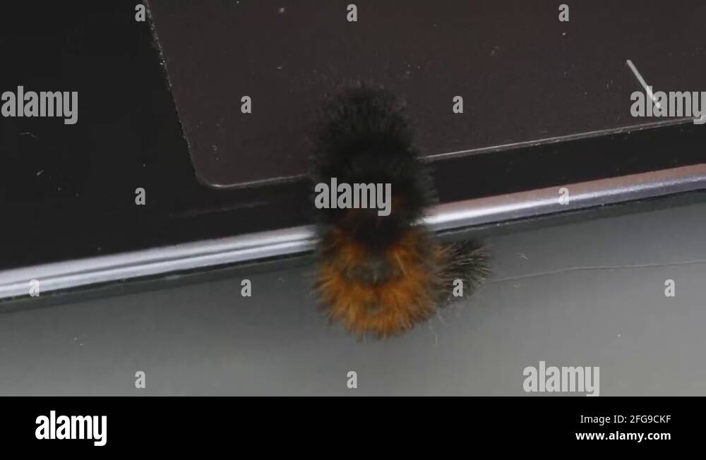 Computer bug Stock Videos & Footage - HD and 4K Video Clips - Alamy