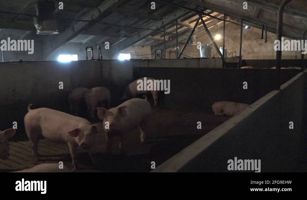 Pig on the farm, in the barn, the herd, agriculture, 4k Stock Video ...
