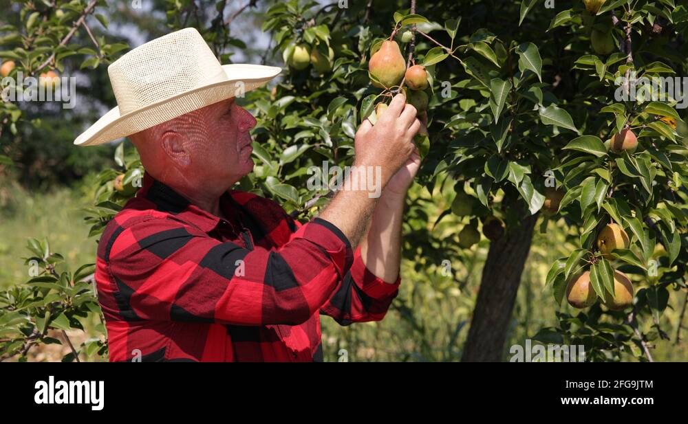 Pear culture Stock Videos & Footage HD and 4K Video Clips Alamy