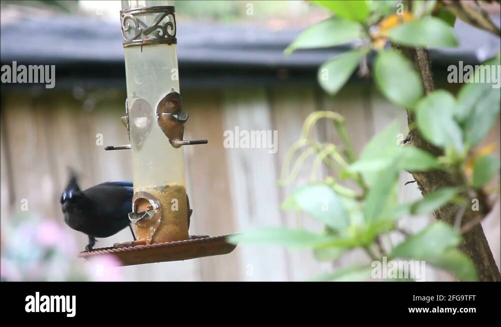 Blue jay bird house Stock Videos & Footage HD and 4K Video Clips Alamy