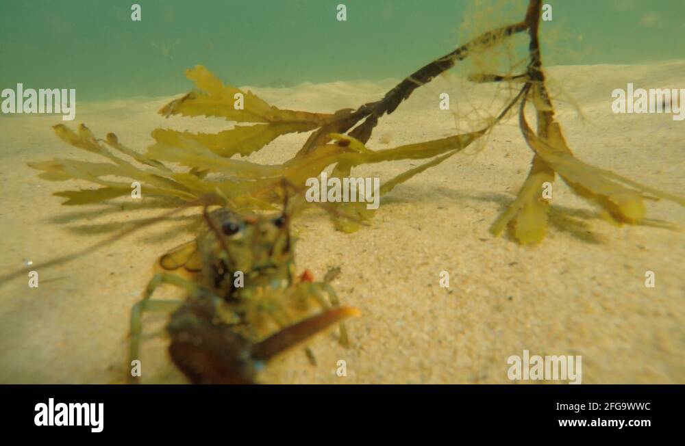 Lobster claw beach Stock Videos & Footage HD and 4K Video Clips Alamy