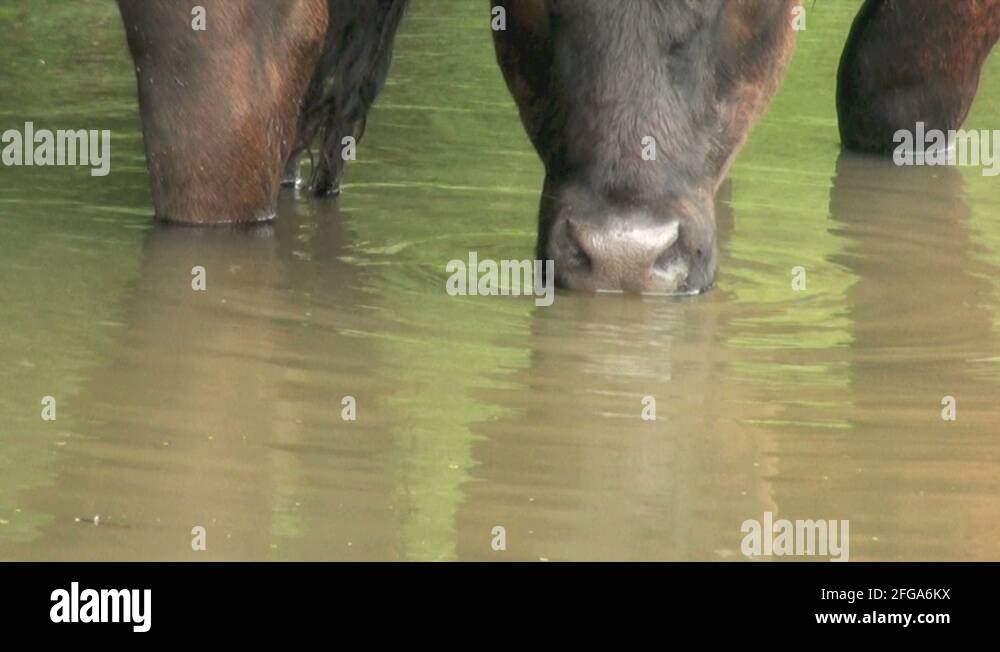 Livestock drinking water Stock Videos & Footage HD and 4K Video Clips