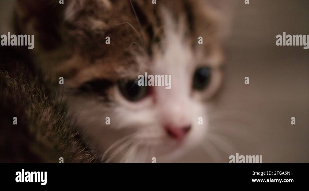 Cat baby blanket Stock Videos & Footage HD and 4K Video Clips Alamy